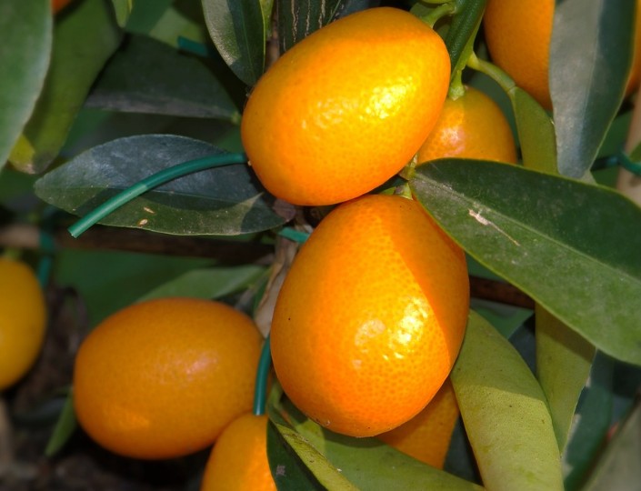 How Do You Eat Kumquat