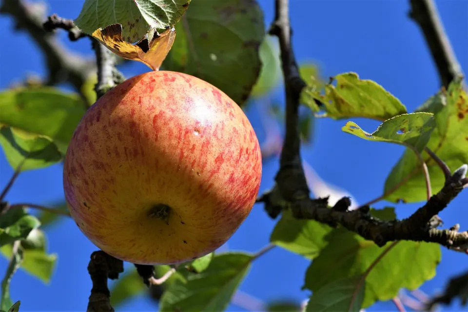Best Apples For Juicing - Red or Green Apples?