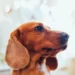 Can I Use Vaseline for Ear Mites in Dogs - Fact or Fiction?