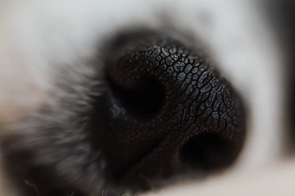 Can You Put Vaseline on Your Dog's Nose - What to Know