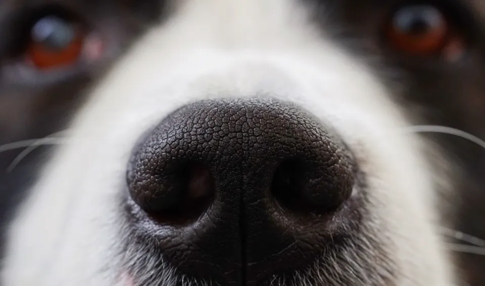 Can You Put Vaseline on Your Dog's Nose - What to Know