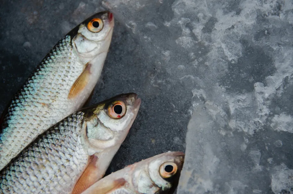 How Long Does Cooked Fish Last In The Fridge - Learn the Shelf Life
