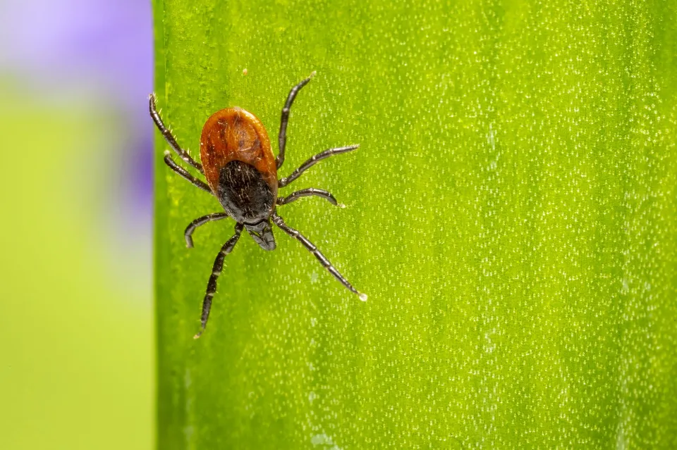 How To Remove A Tick From A Cat with Vaseline - Safety Ways