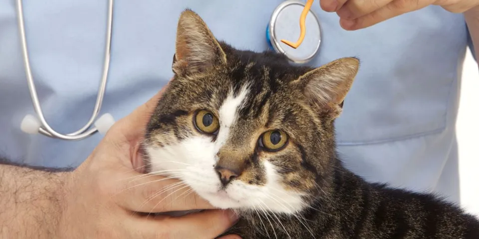 How To Remove A Tick From A Cat with Vaseline - Safety Ways