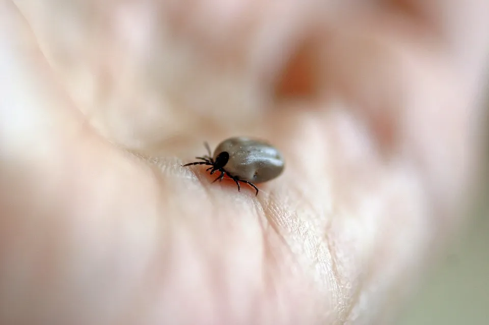 How to Remove a Tick from a Dog with Vaseline - What to Avoid