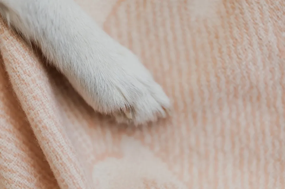 Is Vaseline Safe for Dogs' Paws - Will It Be Harmful?