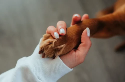 Is Vaseline Safe for Dogs' Paws - Will It Be Harmful?