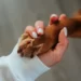 Is Vaseline Safe for Dogs' Paws - Will It Be Harmful?