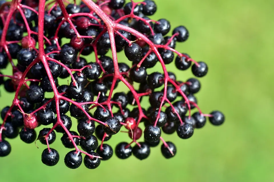 What Does Elderberry Taste Like - Unveiling the Flavor