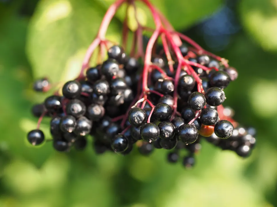 What Does Elderberry Taste Like - Unveiling the Flavor