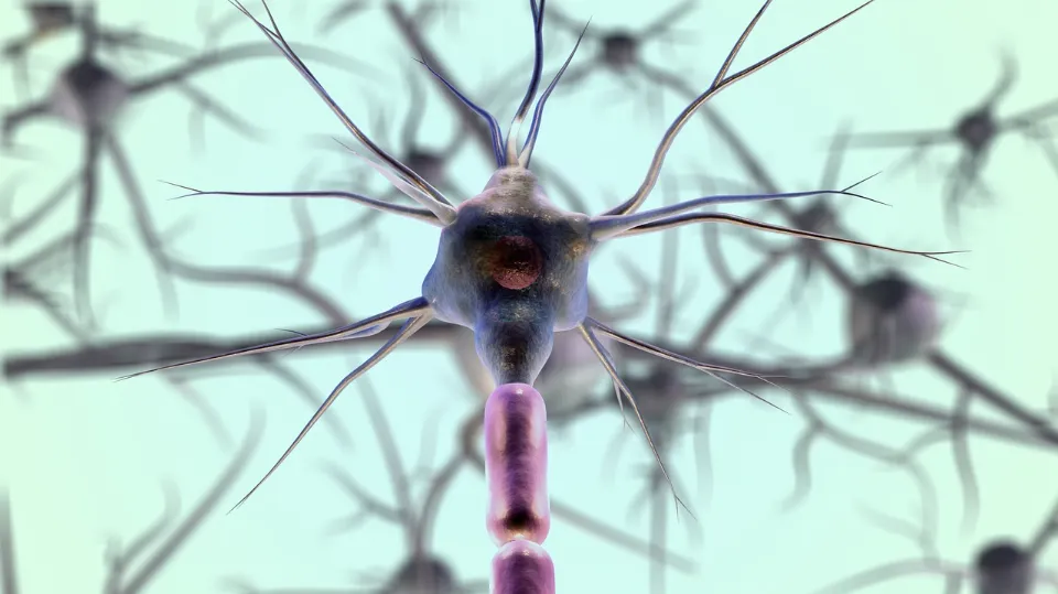 Fun Facts About the Nervous System - Surprising and Fascinating